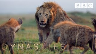 Hyena pack attacks lion  FULL CLIP  Dynasties [upl. by Sara]