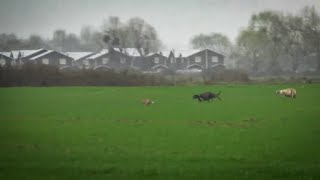 Galgos vs liebres liebre juega con los perros REGIÓN DE ÑUBLE [upl. by Ja936]