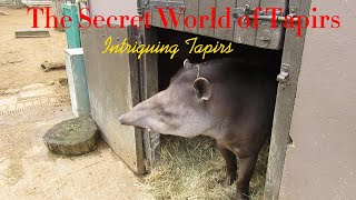 Intriguing Tapirs The Secret World of Tapirs Amazing Animal on mentor world [upl. by Aivatnahs981]