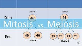 Mitosis vs Meiosis updated [upl. by Asela]