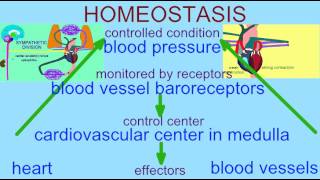 HOMEOSTASIS BLOOD PRESSURE REGULATION [upl. by Clemence]