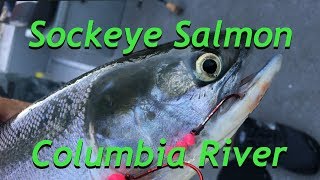 Sockeye fishing on the Columbia River July 1 2018 [upl. by Magbie]