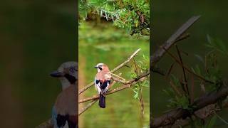 Jay Bird Natures Colorful Wonder 🌈🪶 JayBird BirdWatching NatureShorts WildlifePhotography [upl. by Llert885]