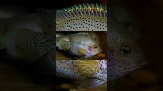 The Spiny Cichlid Rocio Spinosissima [upl. by Anayit880]