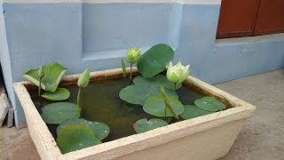 how to plant lotus at home with roots collection [upl. by Tigges906]