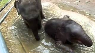 Pinnawala Elephant Orphanage baby elephants playing in the water [upl. by Lorie]