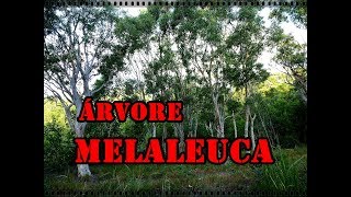 MELALEUCA ÁRVORE MEDICINAL  VOCÊ CONHECE [upl. by Jeb]