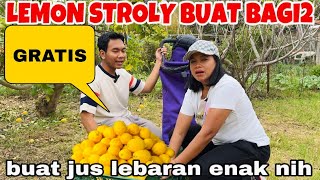 JAUH2 AMBIL LEMON STROLY BUAT BAGI2 ENAK BUAT JUS DI LEBARAN GRATIS LAGI [upl. by Awe]