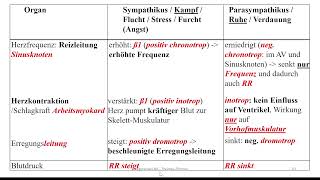 Autonomes Nervensystem 2  Sympathikus und Parasympathikus im Detail [upl. by Nysila139]