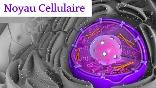 Biologie cellulaire  Noyau cellulaire شرح بالدارجة 🔥 [upl. by Huoh741]