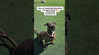 Bella is a gorgeous brown black brindle mix who is dog friendly amp loves people 93024 [upl. by Noeht]