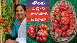 మిద్దెతోటలో బాటసారి టమాటా🍅Rare Variety ReisetomateTraveler Tomato Harvest 🍒Zoodles🥑🍜 Saileela Vlogs [upl. by Hirschfeld323]