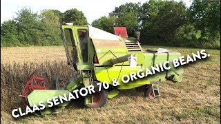 4Kᵁᴴᴰ Harvest 2024 Claas Senator 70 earning its keep harvesting organic beans in WINDY Suffolk [upl. by Fabrienne]