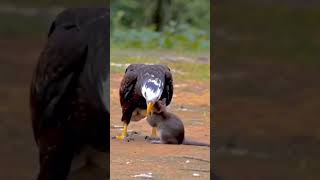 Falcon playing with food falcon wildlife funk viralshorts [upl. by Avehstab532]