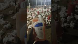 how to spray MENTHO VETSHORT VIDEOpoultryfarm KNOWLEDGEAKBER POULTRY FARMING 🐔🐔🐔 [upl. by Aicilram691]