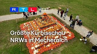 Größte Kürbisschau NRWs in Mechernich  RTL WEST 09102024 [upl. by Sille]