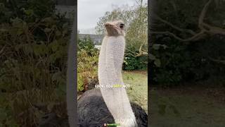 Why do ostriches puff out their throatsostrostrviralfactsvideo amazingfacts [upl. by Airemat]