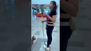 Yorkshire Terrier Training Functional Obedience at Ayala Center Cebu [upl. by Aber]