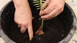 زراعة فسائل نخيل السيكاس Cycas palm cultivation [upl. by Bander851]