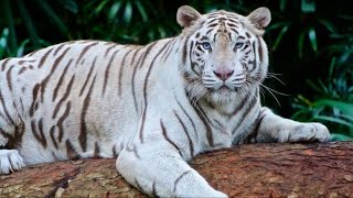 Saiba mais sobre o TIGRE BRANCO  Natureza Viva [upl. by Gifferd]