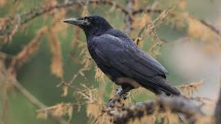 The Rook Close Up HD Footage Corvus frugilegus birds birdslover wildlife [upl. by Dierolf]