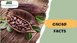 Cacao Facts  Benefits and Uses in various sectors [upl. by Telracs]