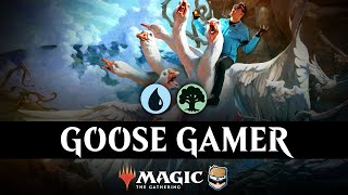 ITS LOOSE 💧🌳 Simic Ramp  WOE Standard [upl. by Elyl321]