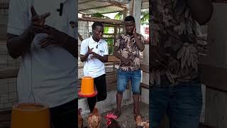 P16 Il est Devenu UN EXPERT En Production Du Poulet Local Après 2ans Délevage SEULEMENT [upl. by Idonna]