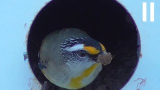 Striated Pardalote [upl. by Bick]