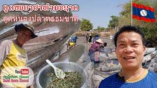 ດູດໜອງປາທຳມະຊາດທີ່ບ້ານ ດົງຄວາຍ ເມືອງໄຊທານີ ນະຄອນຫຼວງວຽງຈັນ ดูดปลาหนอง ธรรมชาติที่บ้านดงควาย สปปล [upl. by Nahgiem]