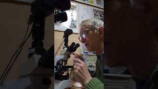 How Am I Studying Egg Parasitoids Chalcid Wasps Trichogramma Under the Microscope Dr Victor Fursov [upl. by Ainimreh]