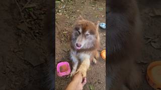 Sit and hold the hand dog doglover viralvideo pets [upl. by Lebazi]