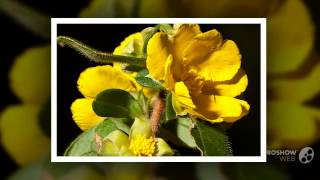 Hibbertia  garden plants [upl. by Seyler764]