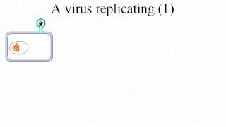 virus replication [upl. by Ytsirhc318]