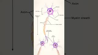 Neurons structure  Nervous  Cell structure  science fact structure cell neurons innervation [upl. by Garlaand]