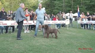 Lagotto Romagnolo Best in Show [upl. by Ilyk]