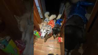 Harmonica Band On Halloween Howling adogslife alaskanmalamutes malamutelovers [upl. by Wunder]