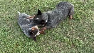 Australian Cattle Purebred Dogs Playing Around On The Yard AKC Papers Certified [upl. by Ciapha400]