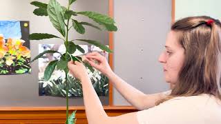 Gardeners Almanac Indoor Plant Pests  Part 2 Mealy Bugs [upl. by Naujek]