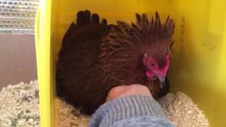 Broody partridge Cochin bantam [upl. by Attezi185]