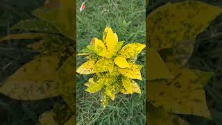 croton plant care tips decorative plant indoorplantshortsvideo [upl. by Bevin]