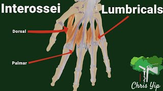 Interossei and Lumbricals of the hand animated [upl. by Aran]