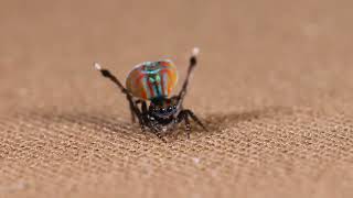 Peacock spider Maratus volans singing [upl. by Arza]