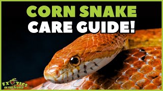 Corn Snake Care Guide  How To Take Care Of A Corn Snake [upl. by Naara]