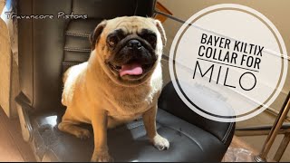 Bayer Kiltix collar unboxing and usage  Milo the Pug [upl. by Sahc]