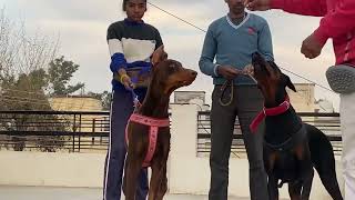 European Doberman Gang  European Doberman kennel in Bathinda Punjab  Mohan pal Doberman kennel [upl. by Laenahtan]