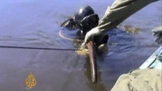 Permafrost unearths mammoth remains in Siberia  19 Oct 08 [upl. by Anoynek648]