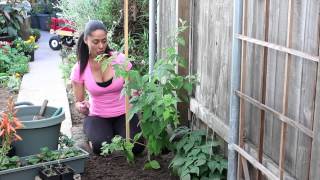 How to Stake Raspberries  The Chefs Garden [upl. by Bigot]