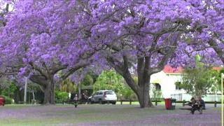 Jacaranda Festival [upl. by Einnahpets]