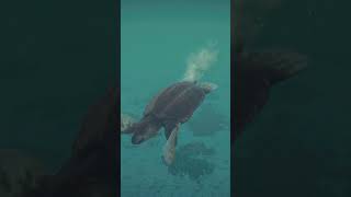 ARCHELON  Jurassic World Evolution 2 [upl. by Norag]